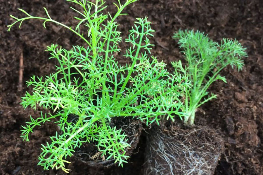 Discovery workshop of aromatic plants for children Discovery workshop of aromatic plants for children