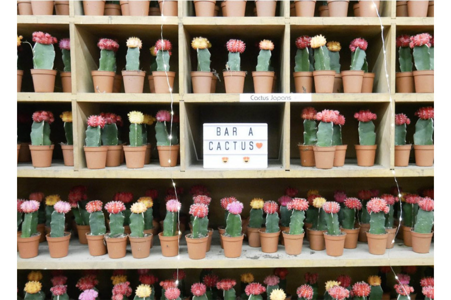 Le Jardin Ephemere De La Maison Bouture