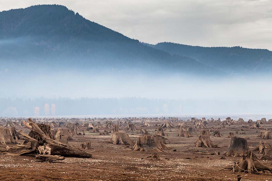 The extinction of primary forests The extinction of primary forests